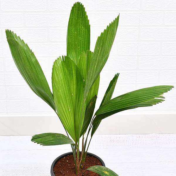 gog-plants-pichodia-grandis-ruffled-fan-palm-palas-payung-licuala-grandis-plant-16969193750668.jpg