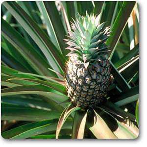 gog-plants-pineapple-anannas-plant-16969200337036.jpg