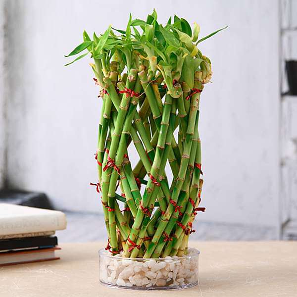 gog-plants-pineapple-basket-lucky-bamboo-in-a-bowl-with-pebbles-16969200369804.jpg