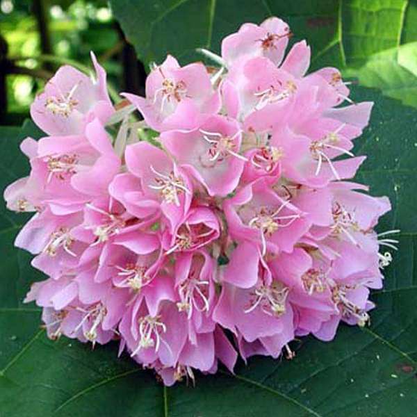 gog-plants-pink-ball-tree-dombeya-wallichii-tassel-dombeya-pink-plant-16969201254540.jpg