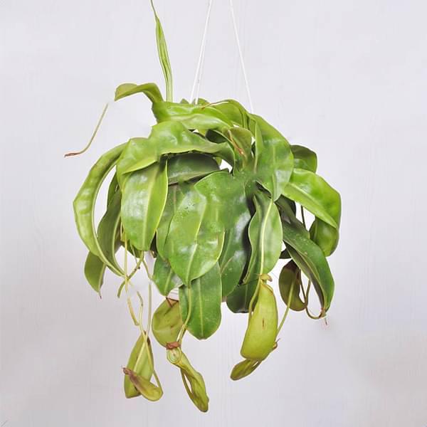 gog-plants-pitcher-plant-nepenthes-alata-plant.jpg