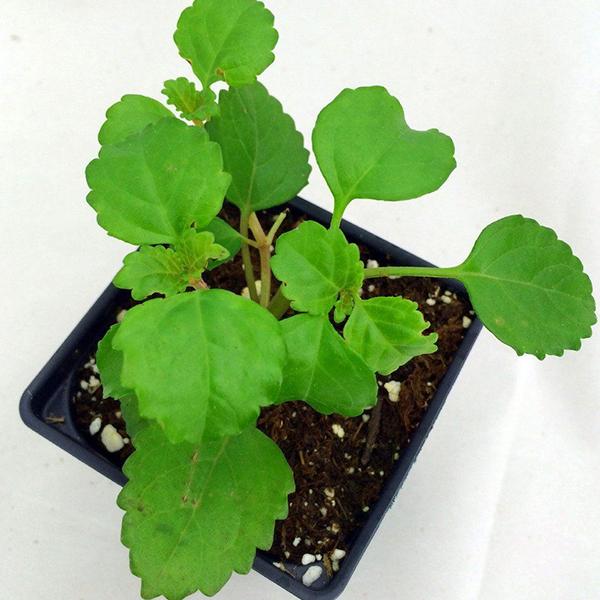 gog-plants-plectranthus-verticillatus-swedish-ivy-plant.jpg