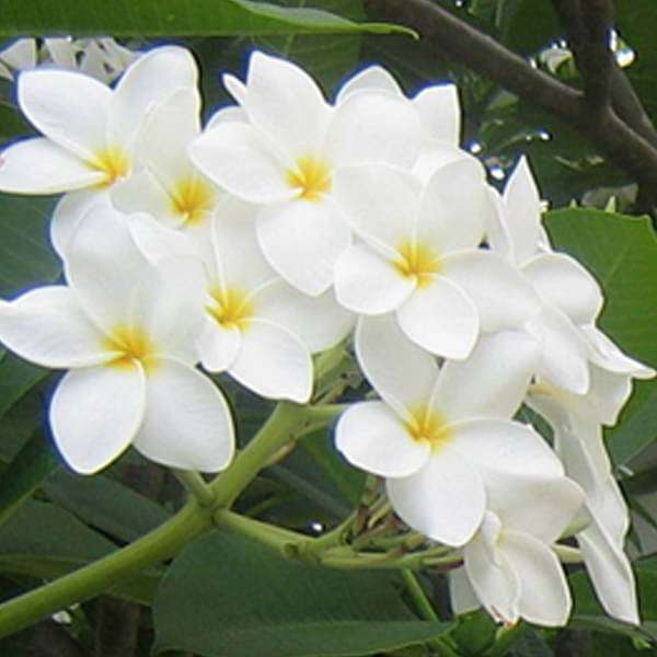 gog-plants-plumeria-champa-white-plant-16969213575308.jpg