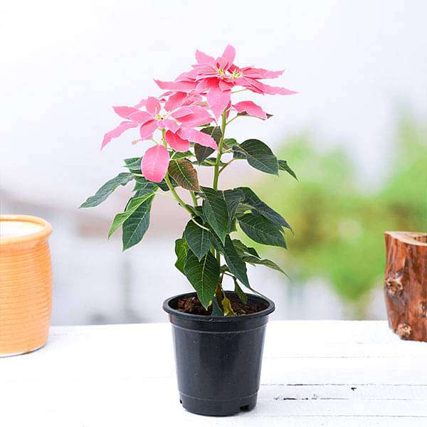 gog-plants-poinsettia-christmas-flower-pink-plant-16969216327820.jpg