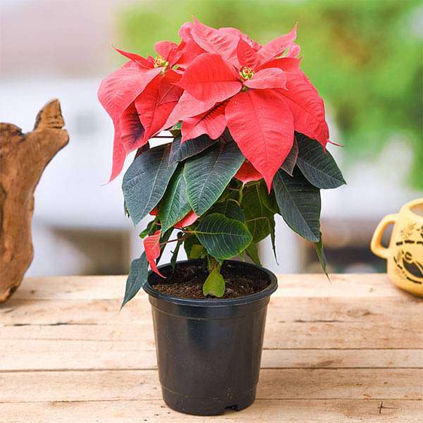 gog-plants-poinsettia-christmas-flower-red-plant-16969216786572.jpg