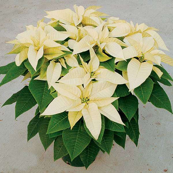 gog-plants-poinsettia-yellow-plant-16969216131212.jpg