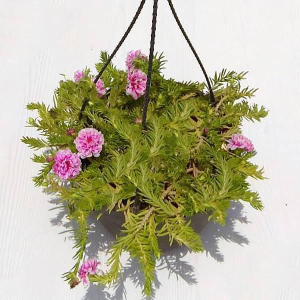 gog-plants-portulaca-9-o-clock-pink-white-hanging-basket-plant.jpg