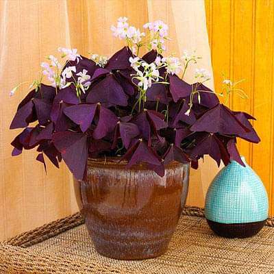 gog-plants-purple-shamrock-oxalis-triangularis-plant-16969234120844.jpg