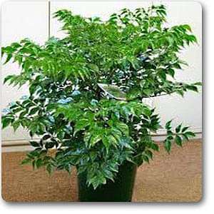 gog-plants-radermachera-china-doll-plant-16969235464332.jpg
