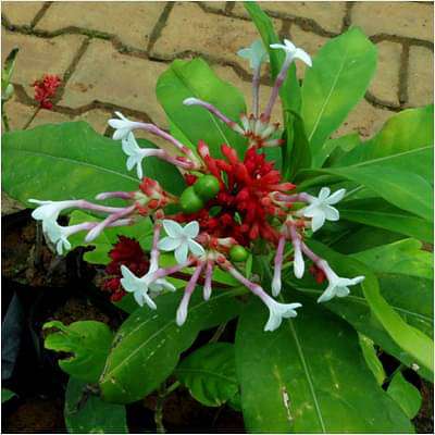 gog-plants-rauvolfia-serpentina-sarpgandha-plant-16969244573836.jpg