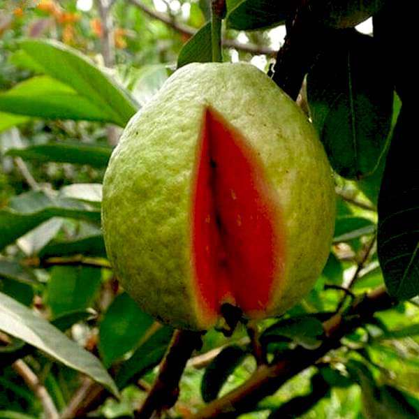 gog-plants-red-guava-amrud-psidium-guajava-plant-16969248571532.jpg