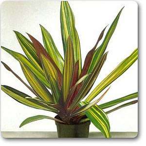 gog-plants-rhoeo-plant-rhoeo-discolor-vittata-plant-16969252798604.jpg