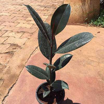 gog-plants-rubber-tree-rubber-plant-ficus-elastica-black-prince-burgundy-plant-16969282846860.jpg