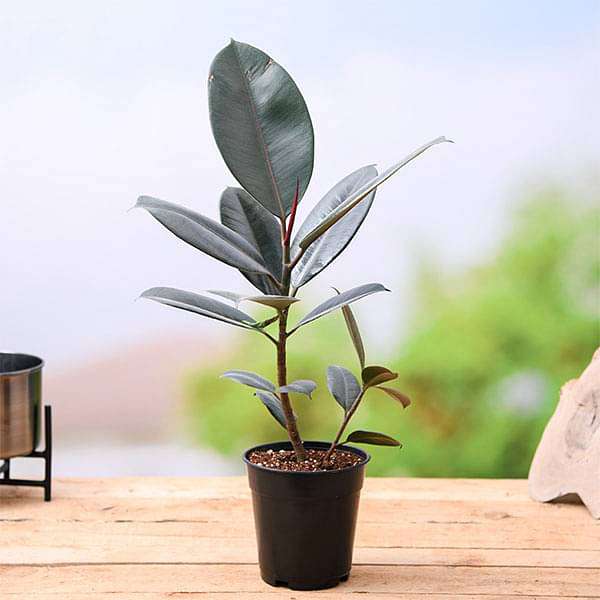 gog-plants-rubber-tree-rubber-plant-ficus-elastica-plant-16969283141772.jpg
