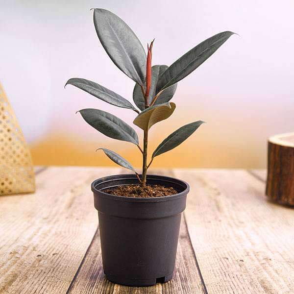 gog-plants-rubber-tree-rubber-plant-ficus-elastica-robusta-plant-16969284223116.jpg