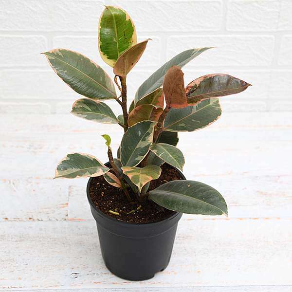 gog-plants-rubber-tree-rubber-plant-ficus-elastica-ruby-pink-plant-16969283534988.jpg
