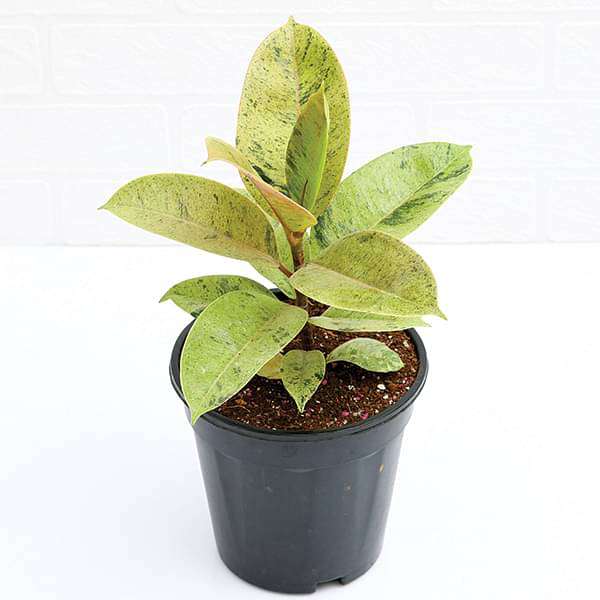 gog-plants-rubber-tree-rubber-plant-ficus-elastica-shivereana-plant-16969283960972.jpg