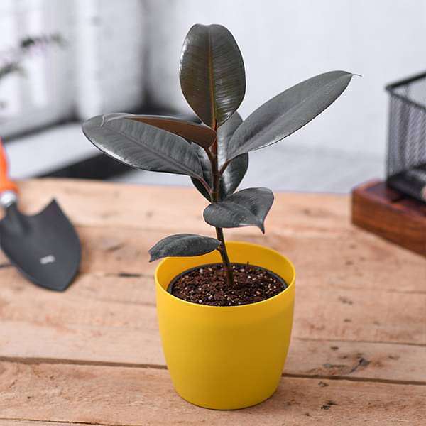 gog-plants-rubber-tree-rubber-plant-ficus-elastica-small-plant-16969285337228.jpg