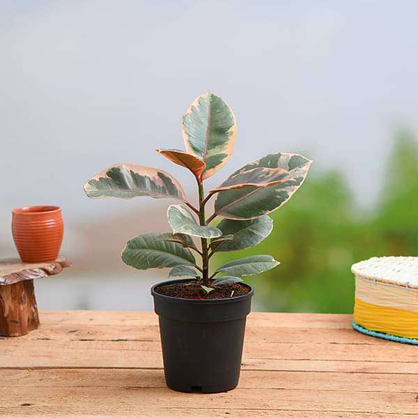 gog-plants-rubber-tree-rubber-plant-ficus-elastica-tineke-plant-16969285140620.jpg