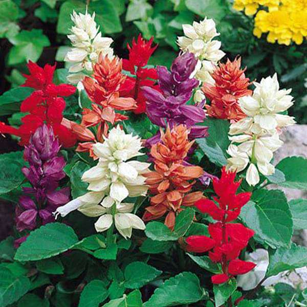 gog-plants-salvia-splendens-any-color-plant-16969290842252.jpg