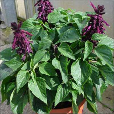 gog-plants-salvia-splendens-purple-plant-16969291890828.jpg