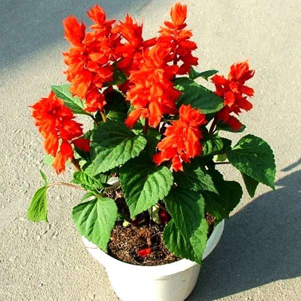 gog-plants-salvia-splendens-red-plant-16969292218508.jpg