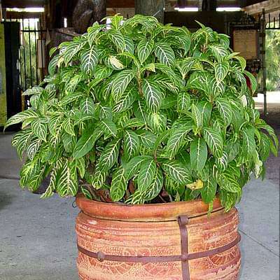 gog-plants-sanchezia-nobilis-tiger-plant-aphelandra-plant-16969293529228.jpg