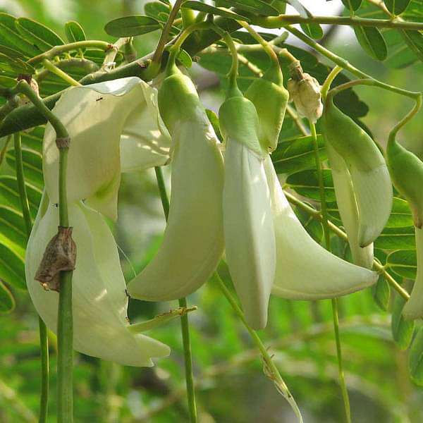 gog-plants-sesbania-grandiflora-hummingbird-tree-plant-16969308930188.jpg