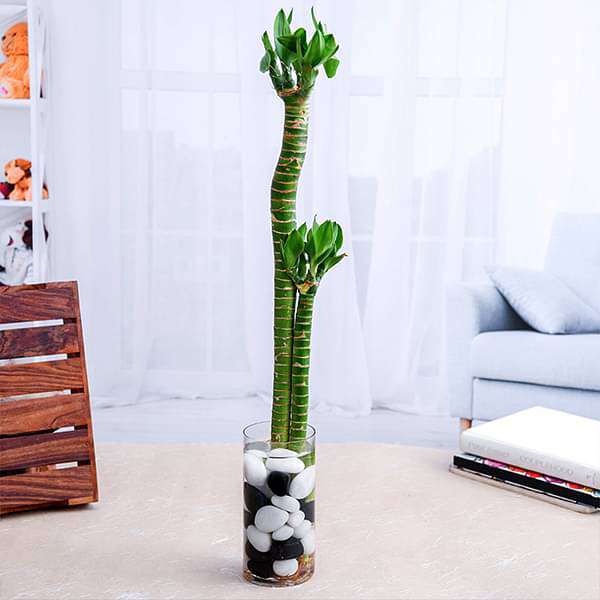 gog-plants-set-of-2-multidrop-lotus-tiger-sticks-lucky-bamboo-in-a-glass-vase-with-pebbles-16969014182028.jpg
