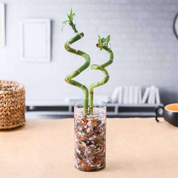 gog-plants-set-of-2-spiral-sticks-lucky-bamboo-in-a-cylindrical-glass-vase-with-pebbles-16969317286028.jpg