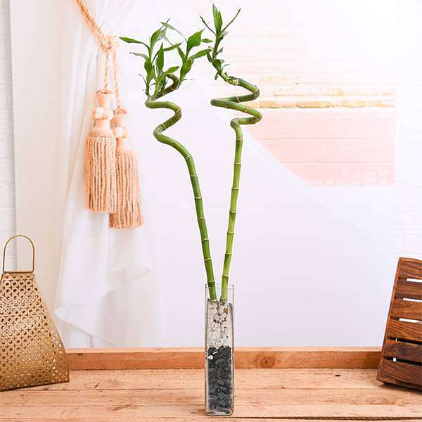 gog-plants-set-of-2-spiral-sticks-lucky-bamboo-in-a-square-glass-vase-with-pebbles-16969344843916.jpg