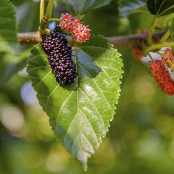 gog-plants-shahtoot-mulberry-tuti-small-leaves-plant-16969320759436.jpg