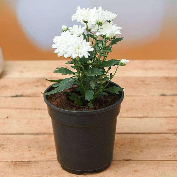 gog-plants-shevanti-chrysanthemum-white-plant-16969323643020.jpg
