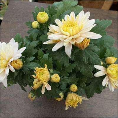 gog-plants-shevanti-chrysanthemum-white-yellow-plant-16969323872396.jpg