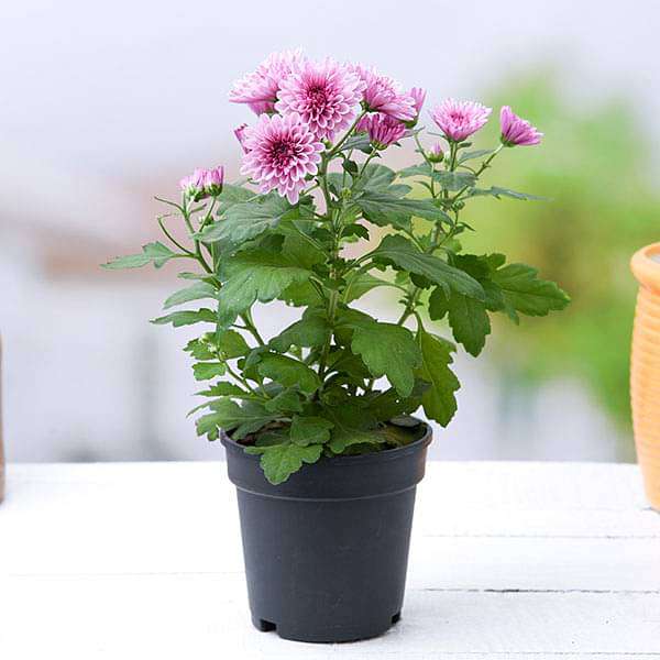 gog-plants-shevanti-chrysanthemum-wine-color-plant-16969322922124.jpg