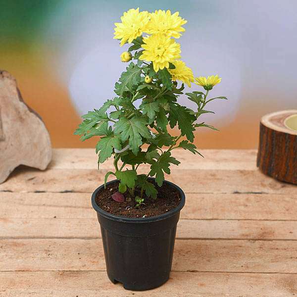 gog-plants-shevanti-chrysanthemum-yellow-plant-16969323937932.jpg
