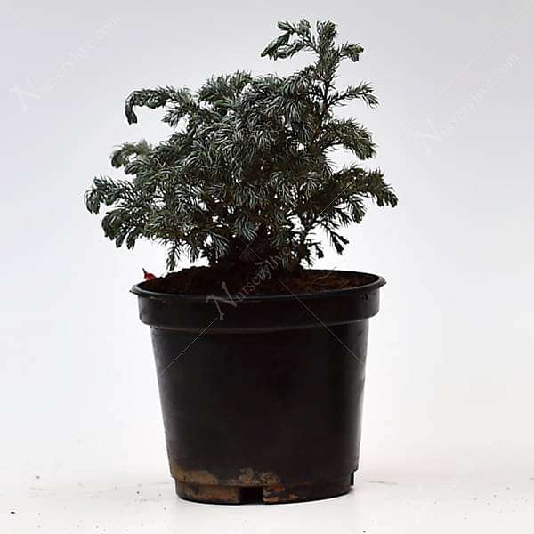 gog-plants-silver-cypress-chamaecyparis-pisifera-boulevard-plant-16969324724364.jpg
