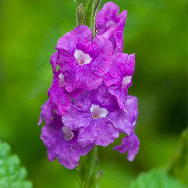 gog-plants-stachytarpheta-purple-plant.jpg