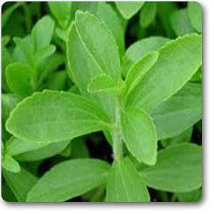 gog-plants-stevia-plant-stevia-rebaudiana-plant-16969350709388.jpg