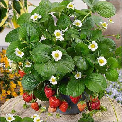 gog-plants-strawberry-plant-sweet-charlie-jharaber-grafted-plant-16969353101452.jpg