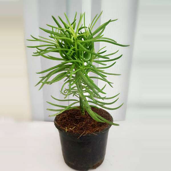 gog-plants-succulent-bush-senecio-senecio-barbertonicus-succulent-plant-16969355591820.jpg