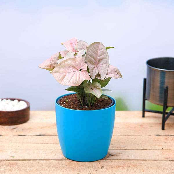 gog-plants-syngonium-pink-plant-16969367158924.jpg