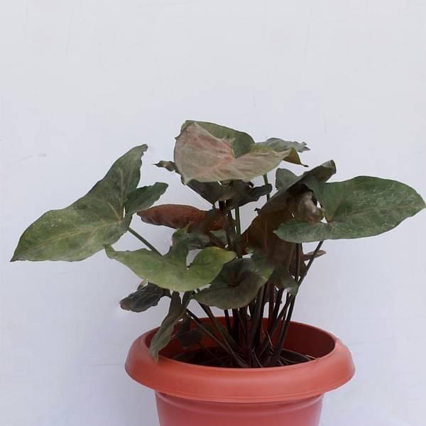 gog-plants-syngonium-red-green-plant.jpg