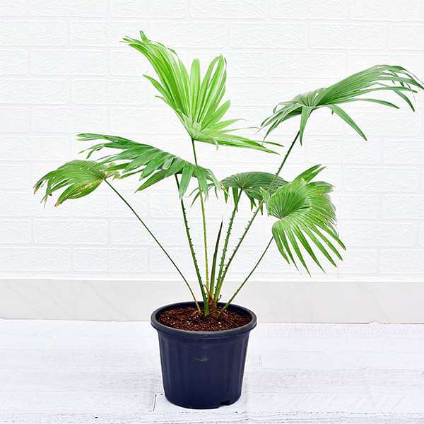 gog-plants-table-palm-umbrella-palm-plant-16969371713676.jpg