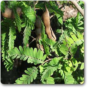 gog-plants-tamarind-imli-tamarindus-indica-plant-16969373089932.jpg