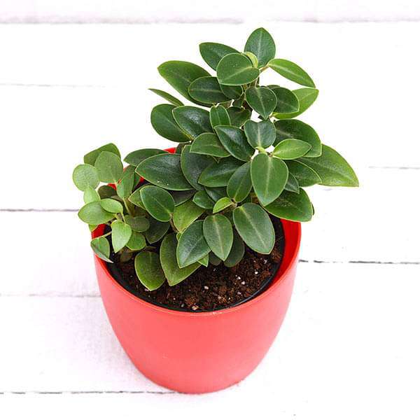 gog-plants-teardrop-peperomia-peperomia-orba-succulent-plant-16969375547532.jpg