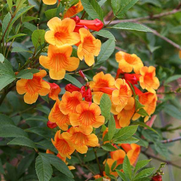 gog-plants-tecoma-shrub-orange-plant-16969375711372.jpg