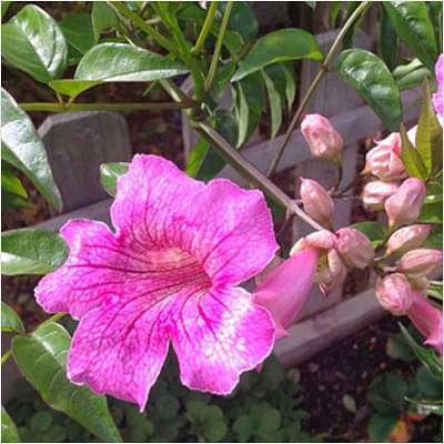 gog-plants-tecoma-shurb-pink-plant-16969375809676.jpg