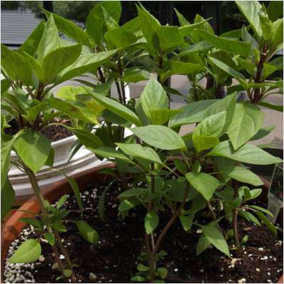 gog-plants-thai-basil-ocimum-thyrsiflora-plant-16969377153164.jpg