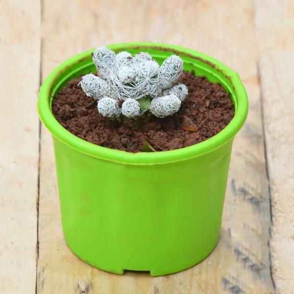 gog-plants-thimble-cactus-plant-1.jpg